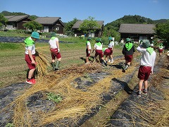 わら、かやを敷く