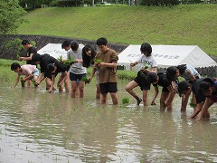 田植え中