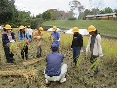 稲を束に