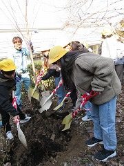 桜の植樹中