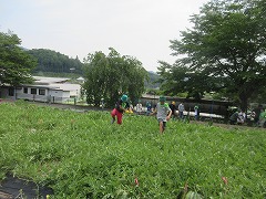 テグス張り
