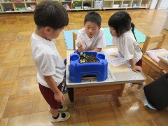 あさがおの観察
