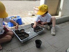 綿花の種植え