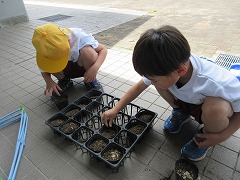 綿花の種植え