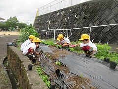 綿花定植作業