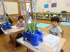 あさがおのつるの観察中