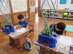 あさがおのつるの観察中
